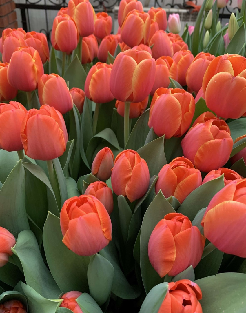 Cena-tyulpanov-optom